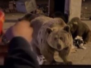 Ayı ile Y&uuml;z Y&uuml;ze Gelen Vatandaşın Korku Dolu Anları: Sucuk Faciası!