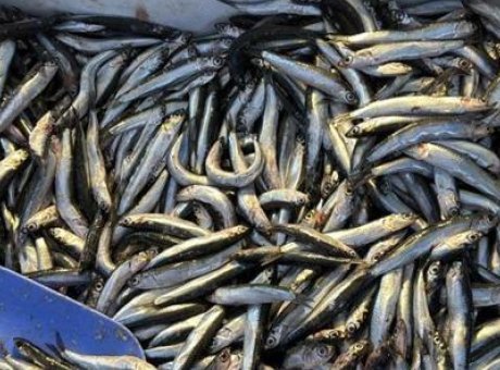 Karadeniz’de Hamsi Sezonu! Palamutun Kaçışı Tezgahları Şenlendirdi