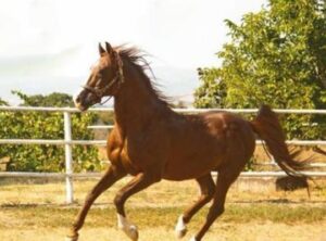 Arap Atları Tutkunlarına Fırsat: 14 Safkan Kısrak Açık Artırmaya Çıkıyor!