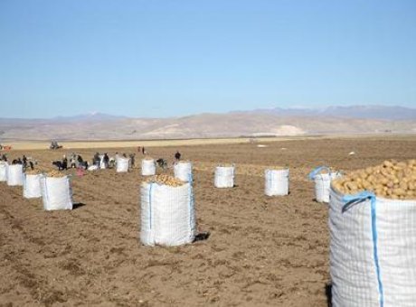 Bitlis’te Patates Hasadı: 250 Bin Ton Ürün Beklentisiyle Hız Kesmiyor