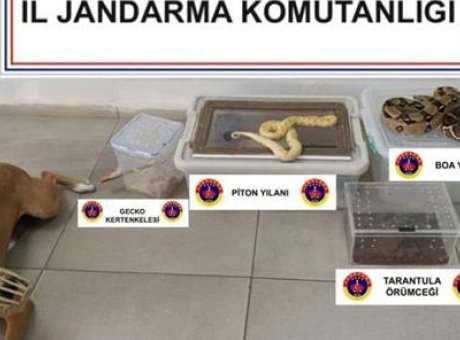 Burdur’da Evin İçindeki Hayvanlar Şaşkınlık Yarattı: Sıra Dışı Buluntular!