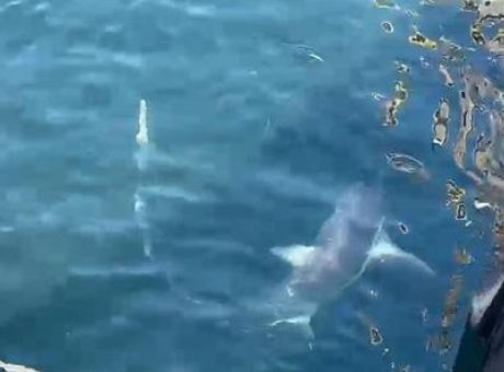 &Ccedil;anakkale A&ccedil;ıklarında Şaşırtan Keşif: İki Kam&ccedil;ı Kuyruk K&ouml;pek Balığı!