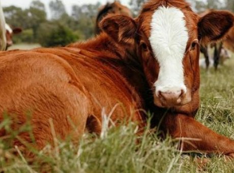 Damızlık Hayvan Yetiştiriciliğinde Devrim: Yeni Düzenlemeler Yolda!