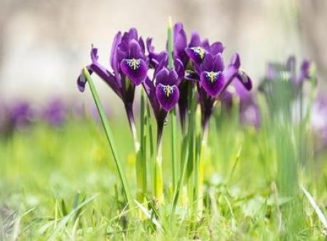 Doğal Çiçek Soğanlarının İhracatı Sınırlanıyor: 2026 Yılı Listesi Açıklandı