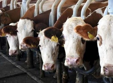 Ekim Ayında İnek Sütü Toplaması Düşüşte: Üretim Rakamları Şaşırttı!