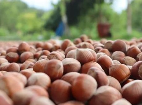 Fındık İhracatında Düşüş: 806 Milyondan 547 Milyona! Neler Oluyor?