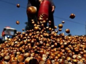 Fındık Pazarında Rekor Kırıldı: 138 Bin Ton Satış Ger&ccedil;ekleşti!