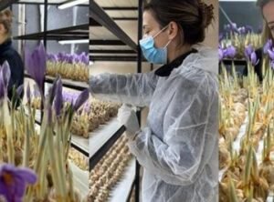 Hayallerini Ger&ccedil;ekleştiren Kadın: 700 TL'ye Safran &Uuml;retiyor