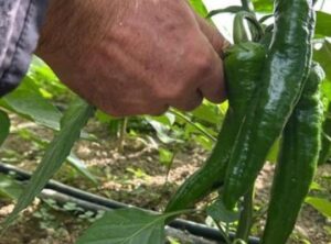 Samandağ Biberi: T&uuml;rkiye'nin En Acı Biberinde Hasat Sezonu Kapıda