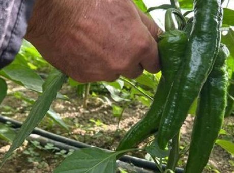 Samandağ Biberi: Türkiye’nin En Acı Biberinde Hasat Sezonu Kapıda