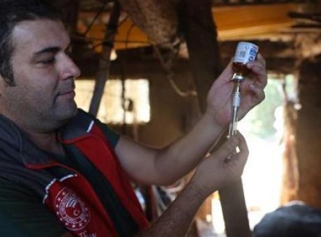 Şap Hastalığı Uyarısı: Milas’ta 11 Mahalle 30 Gün Karantinaya Alındı