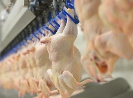 Tavuk Eti Zehirlenmelerine Dikkat! BESD-BİR’den Şok Uyarı