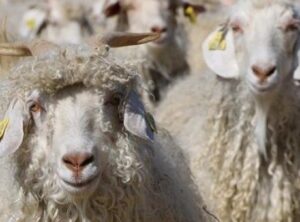 Tiftik Üreticileri için Fırsat Kapısı: Sözleşmeli Üretim Yönetmeliği Değişti!