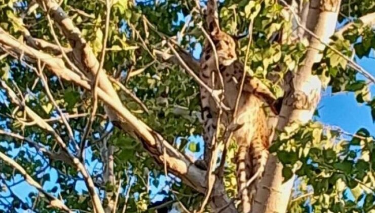 Tunceli’de Sıra Dışı Keşif: Nesli Tükenmiş Anadolu Parsı Yeniden Görüntülendi!