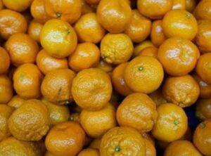 Türkiye'nin Mandalina İhracatı 690 Bin Tona Ulaşarak Tarih Yazdı!