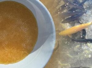 Van'ın Alabalık Üretiminde Yeni Dönem: 2.550 Ton Sağım Gerçekleşti