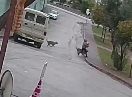 Adana’da Şok Eden Saldırı: Kurt Gibi Davranan K&ouml;pekler Bir Kadını Neredeyse Yere Seren!