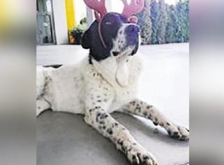 Ankara’da Şok Edici Vaka: Matmazel’in &Ouml;l&uuml;m&uuml; &Uuml;zerine Patolojik Rapor A&ccedil;ıklandı