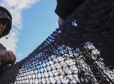 Balık&ccedil;ılar Sezonun Yarısında G&uuml;l&uuml;msetti: Hamsi ve Sardalya Bereketi!