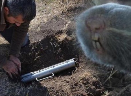 Bilim D&uuml;nyasını Sarsan Keşif: T&uuml;rkiye’de &Uuml;&ccedil; Yeni K&ouml;r Fare T&uuml;r&uuml;!