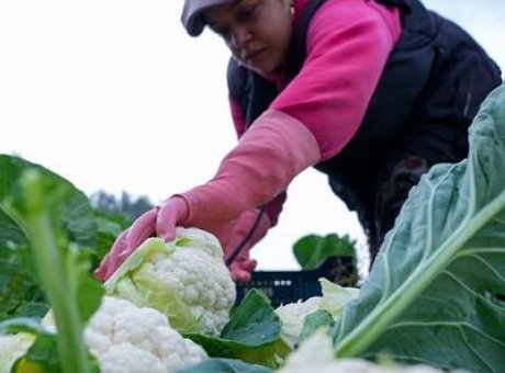 &Ccedil;ift&ccedil;ilere M&uuml;jde: 226,7 Milyon Liralık Dev Destek Hesaplara Yatıyor!