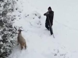 Dronun Sesi Çobanın Tüfeğini Ateşle Tanıştırdı: O Anlar Kamerada!