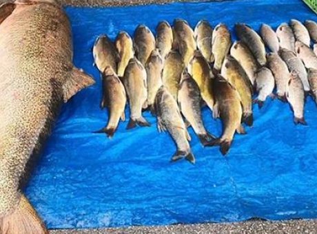 Elazığ’da Tarihin En Büyük Turnası: 52 Kilogramlık Dev Balık Avlandı!