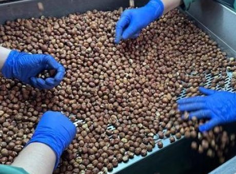 Fındık İhracatında Şampiyon: T&uuml;rkiye&rsquo;nin 2025 Hedefleri ve Almanya&rsquo;nın Rol&uuml;