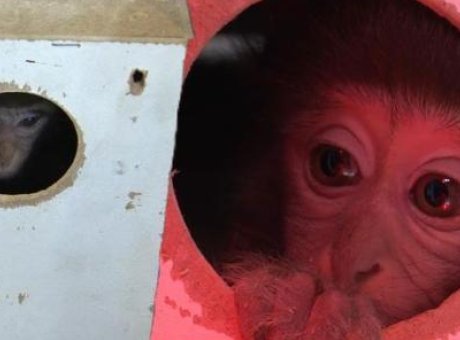 Ka&ccedil;ak Ticaretin Kurbanı Fıstık Artık Yalnız Değil: Yeni Ailesiyle Tanıştı!