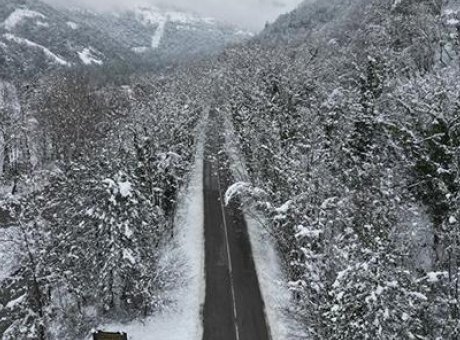 Kaçırılmayacak Güzellik: Türkiye’nin Gizli Ağaç Tüneli ile Büyülenin