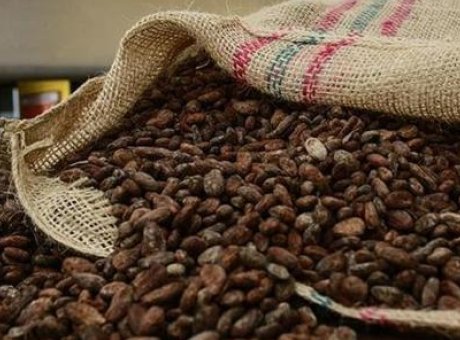 Kakao Fiyatlarında Tarihi &Ccedil;&ouml;k&uuml;ş: 2025 Yılına Ulaştık&ccedil;a D&uuml;ş&uuml;ş Hızlanıyor!