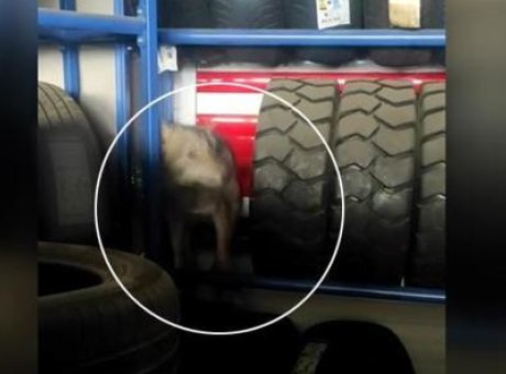 Şehirde Şok Olay: Lastikler Arasında Saklanan Kurt!