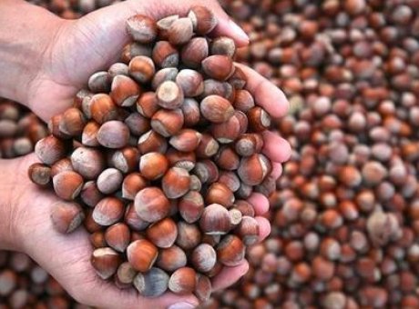 T&uuml;rkiye’nin Fındık İhracatında Şok D&uuml;ş&uuml;ş: 2025’te Gelir 2,2 Milyar Dolar!