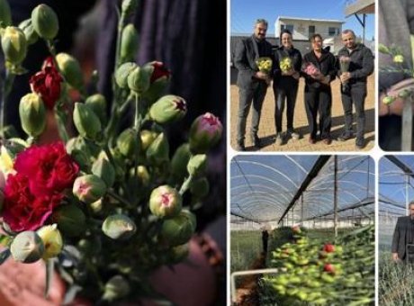 T&uuml;rkiye’nin Yerli Karanfilleri, 37 &Uuml;lkede &Ccedil;i&ccedil;ek A&ccedil;ıyor!