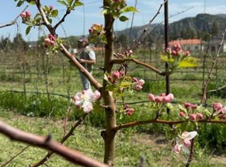 Zirai Don Tehdidine Karşı T&uuml;rkiye’den Yerli Elma Mucizesi
