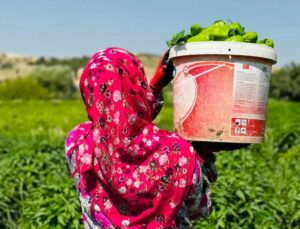 GAP Bedesten ile Kadın Emeği Yerelden K&uuml;resele Taşınıyor