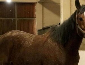 T&uuml;rkiye’nin En Değerli Safkan Kısrağı ve Tayı A&ccedil;ık Artırmaya &Ccedil;ıkıyor!