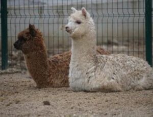 İpsala Sınır Kapısı’nda Şok: Minib&uuml;ste Alpaka ve Diğer Hayvanlar Yakalandı!