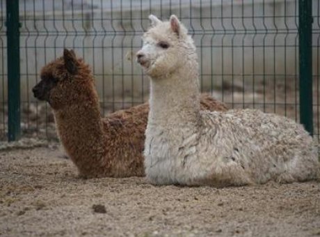 İpsala Sınır Kapısı’nda Şok: Minib&uuml;ste Alpaka ve Diğer Hayvanlar Yakalandı!