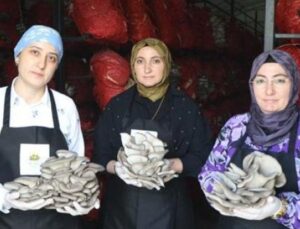 Kadın Girişimcilerden Nefes Kesen Başarı: Yılda 60 Ton İstiridye Mantarı &Uuml;retiyorlar!