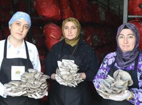 Kadın Girişimcilerden Nefes Kesen Başarı: Yılda 60 Ton İstiridye Mantarı &Uuml;retiyorlar!