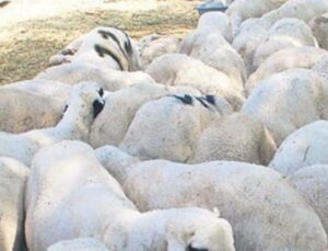 Kırsaldaki &Uuml;reticilere M&uuml;jde: İki Yıl Geri &Ouml;demesiz Faiz İndirimli Krediler!