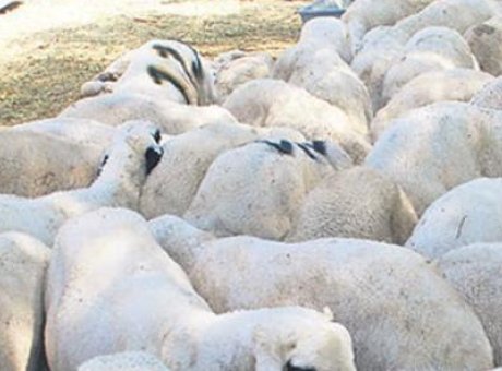 Kırsaldaki &Uuml;reticilere M&uuml;jde: İki Yıl Geri &Ouml;demesiz Faiz İndirimli Krediler!