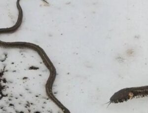 K&ouml;yl&uuml;ler Şoke Oldu: Toprağın Altından &Ccedil;ıkan Sıradışı Yılan G&ouml;r&uuml;nt&uuml;lendi!