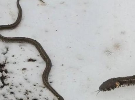 K&ouml;yl&uuml;ler Şoke Oldu: Toprağın Altından &Ccedil;ıkan Sıradışı Yılan G&ouml;r&uuml;nt&uuml;lendi!