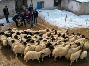 Van'da K&uuml;&ccedil;&uuml;kbaş Hayvancılıkta Tarihi B&uuml;y&uuml;me: 2.640 &Ccedil;ift&ccedil;iye 260 Bin Koyun Desteği!