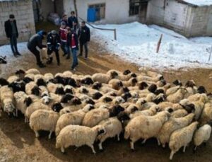 Van’da K&uuml;&ccedil;&uuml;kbaş Hayvancılıkta Tarihi B&uuml;y&uuml;me: 2.640 &Ccedil;ift&ccedil;iye 260 Bin Koyun Desteği!