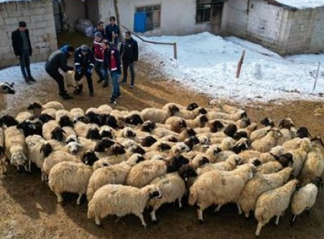 Van’da K&uuml;&ccedil;&uuml;kbaş Hayvancılıkta Tarihi B&uuml;y&uuml;me: 2.640 &Ccedil;ift&ccedil;iye 260 Bin Koyun Desteği!