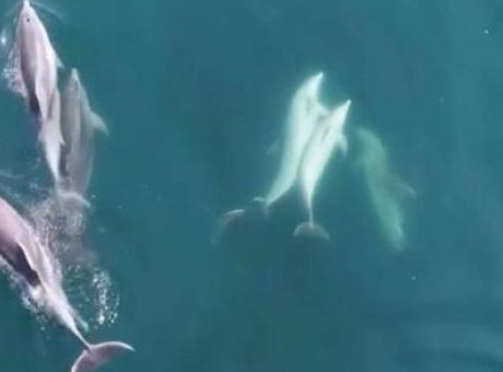 Bartın’da Şaşırtan Anlar: Yunuslar Kıyıya Kadar Geldi!