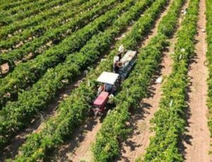 &Ccedil;ift&ccedil;iler İ&ccedil;in Tarihi Destek: 17,4 Milyar Lira Bug&uuml;n Hesaplarda!